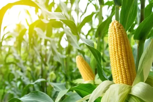 Кукуруза - овощ или зерно? Подробный анализ пользы и применения