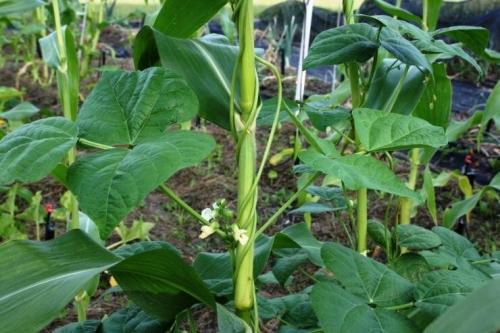 Кукуруза на огороде - секреты успешной посадки, ухох и получения богатого урожая - важные советы от опытных садоводов