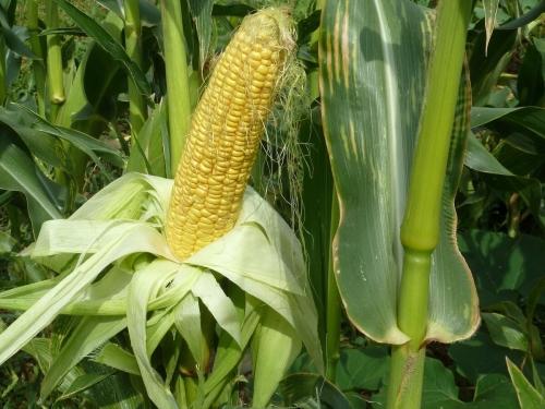 Кукуруза на огороде - секреты успешной посадки, ухох и получения богатого урожая - важные советы от опытных садоводов