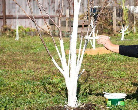 Садовая побелка для деревьев - узнайте, как использовать ее правильно и какой превосходный эффект она может дать вашему саду!
