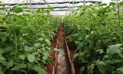 Роль коллоидной серы в саду и огороде - преимущества и применение высокоэффективного удобрения для растений