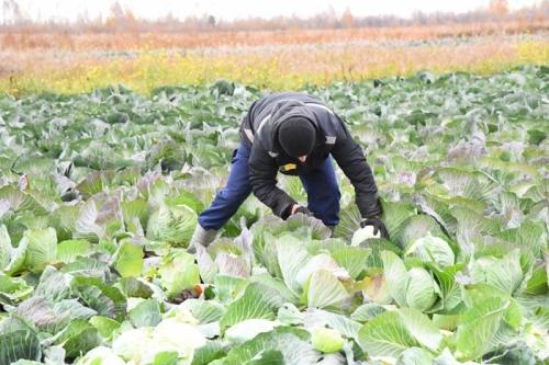 Когда и как правильно собирать капусту с огорода для зимнего хранения - советы и сроки