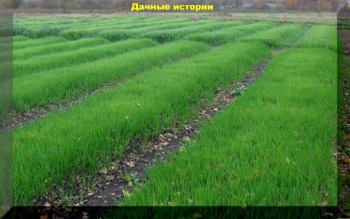 Когда и как правильно сеять сидераты осенью в огороде - полезные рекомендации