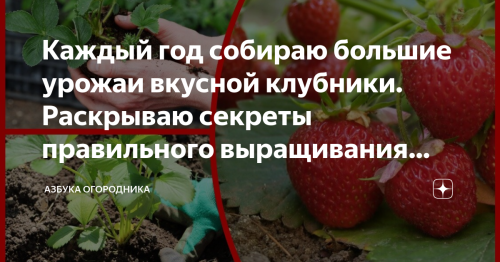 Как вырастить вкусную и сочную клубнику в своём огороде - основные секреты успешного выращивания