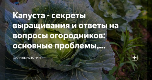 Капустный огород - секреты выращивания и полезные рекомендации для улучшения урожая