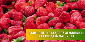 Садовая земляника - правила посадки, особенности ухода и полезные советы для успешного выращивания