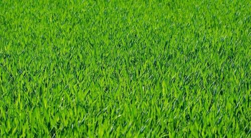 Лучшие сорта травы для посадки в огороде и полезные советы по выращиванию