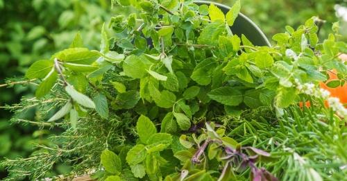 Лучшие сорта травы для посадки в огороде и полезные советы по выращиванию