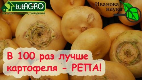 Лучшие альтернативы картошке на огороде - какую репу посадить вместо классического клубня и получить изобилие вкусной и полезной урожайности