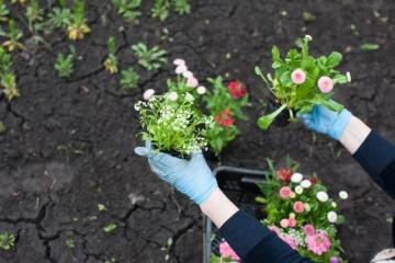 Лучшие растения для огорода - советы и рекомендации по выбору и посадке цветочных культур