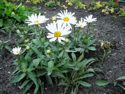 Ромашка садовая крупная многолетняя - описание, уход и размножение для садов и клумб