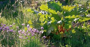 Советы и рекомендации по выбору многолетних трав для посадки на огороде