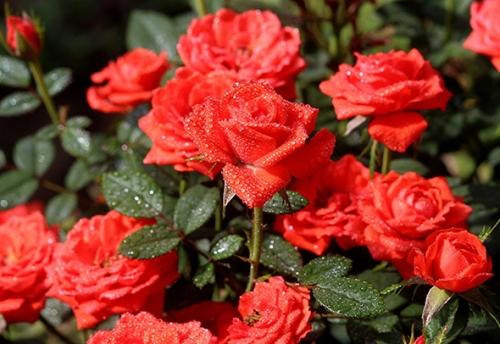 Удобрение для садовых роз - правильное питание и ухаживание для здоровья и красоты растений