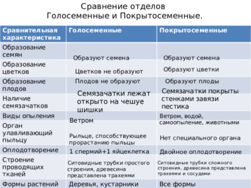 Группы растений размножающиеся семенами - основные виды и особенности