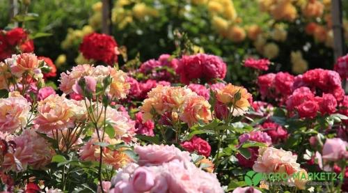 Розарии мира - великолепие садовых роз, которое захватывает дух