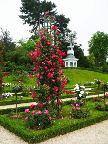 Розарии мира - великолепие садовых роз, которое захватывает дух