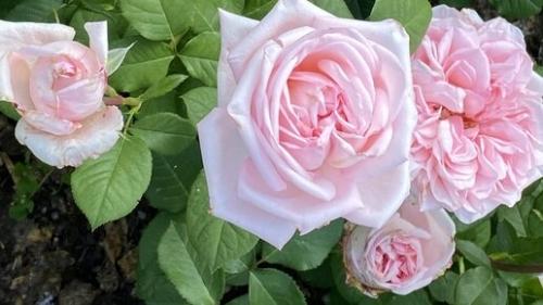 Роза кустарник или трава - Распространенные заблуждения и настоящая природа растения
