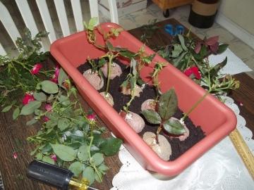 Как легко и просто размножить розу черенками в домашних условиях - шаг за шагом подробная инструкция, советы и рекомендации!