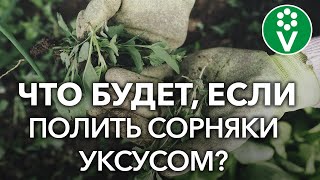 Какое средство от травы на даче выбрать эффективные рекомендации