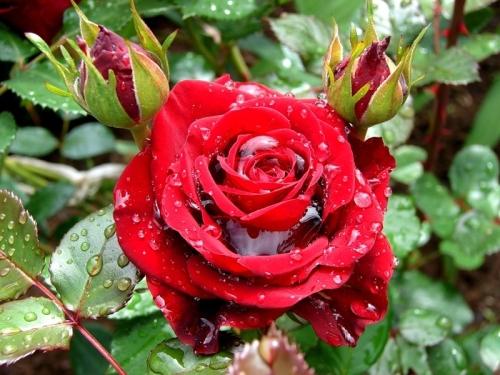 Как правильно заботиться о садовой розе? Все секреты ухода и описание розовых сортов