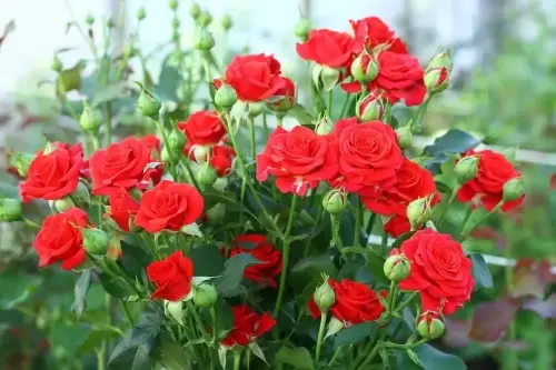 Как правильно заботиться о садовой розе? Все секреты ухода и описание розовых сортов