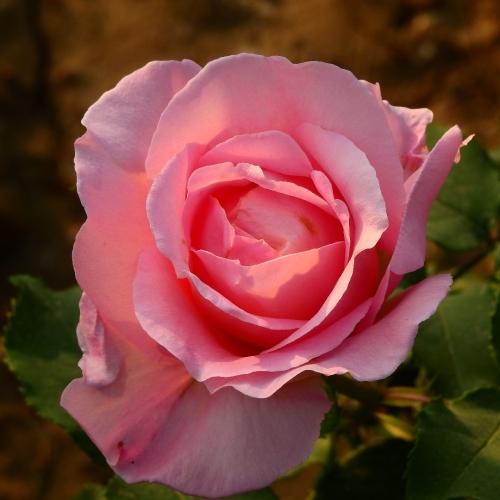 Садовые красные розы - изваяние природы, великолепие и секреты их поддержания