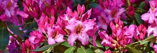 Как правильно посадить и ухаживать за садовым рододендроном в открытом грунте - советы и рекомендации по выращиванию этого красочного и неприхотливого цветка