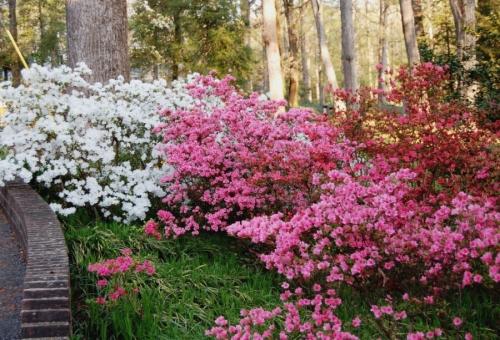Рододендрон садовый - многолетние виды, высадка и уход, преимущества использования в ландшафтном дизайне