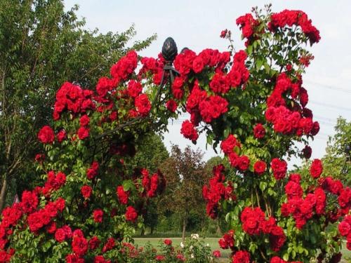 Какие розы лучше всего выбрать для частного сада? Лучшие красивые и устойчивые сорта
