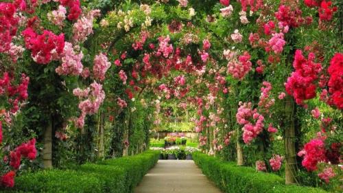 Какие розы лучше всего выбрать для частного сада? Лучшие красивые и устойчивые сорта