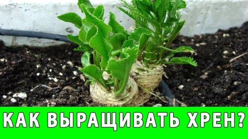 Полное руководство - как посадить хрен на огороде семенами шаг за шагом без ошибок и промахов