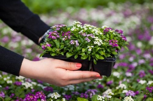 Какие дачные цветы посадить на участке: 10 лучших вариантов для вашего сада