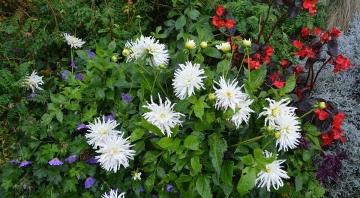 Какие дачные цветы посадить на участке: 10 лучших вариантов для вашего сада