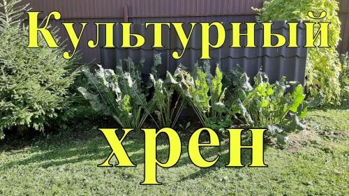 Как успешно вырастить хрен на своем огороде летом - полезные советы и рекомендации