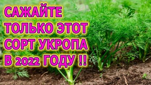 Советы по посадке укропа в огороде - лучшие способы и рекомендации