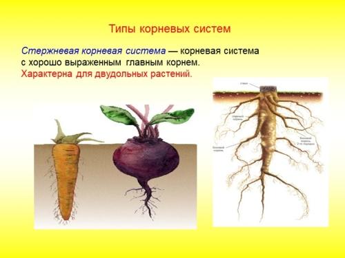 Растения с мочковатой корневой системой - особенности и виды