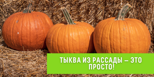 Как посадить и вырастить великолепную тыкву на своем огороде - проверенные советы и рекомендации