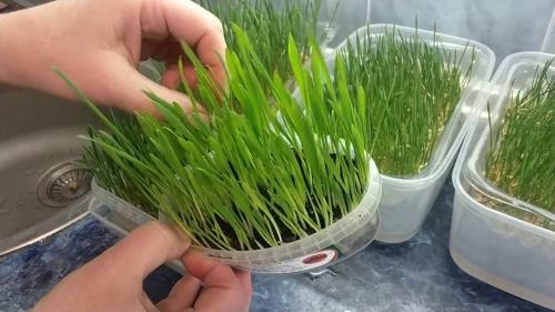Как посадить пшеницу в огороде - полезные советы и рекомендации для успешного выращивания