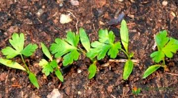 Как успешно вырастить петрушку на своём огороде - полезные советы и рекомендации от опытных садоводов