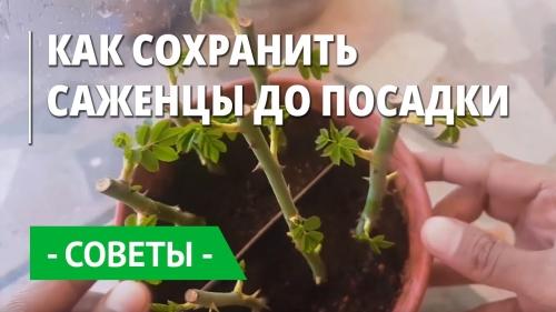 Как хранить купленные осенью саженцы до весны