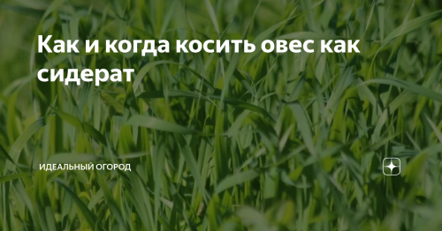 Как посадить овес в огороде - практические советы и основные этапы выращивания