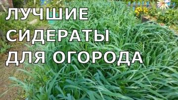 Как посадить овес в огороде - практические советы и основные этапы выращивания