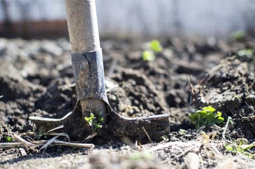 Как успешно посадить лук на огороде весной - полезные советы и рекомендации для получения богатого урожая