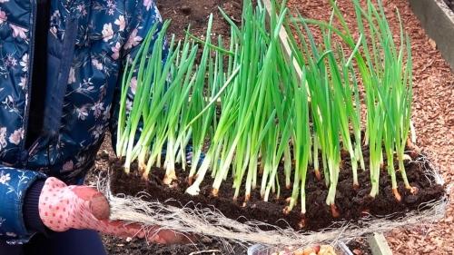 Как успешно посадить лук на огороде весной - полезные советы и рекомендации для получения богатого урожая