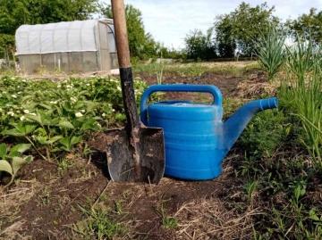 Как правильно посадить лопух на огороде - полезные советы и рекомендации для успешного выращивания