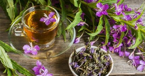 Как вырастить иван-чай на своем огороде - советы и рекомендации для успешного урожая