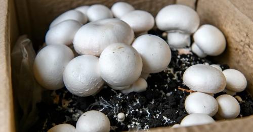 Как успешно выращивать грибы на огороде - полезные советы для посадки и ухода