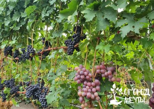 Как успешно выращивать виноград в собственном огороде - лучшие советы и рекомендации