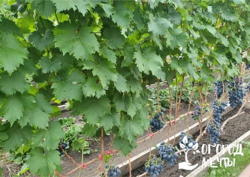 Как успешно выращивать виноград в собственном огороде - лучшие советы и рекомендации