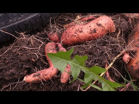 Как вырастить вкусные бататы на своем огороде - пошаговая инструкция и полезные советы